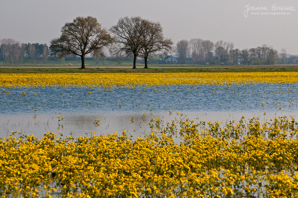 017_Biebrza - kwiecien 2010.jpg